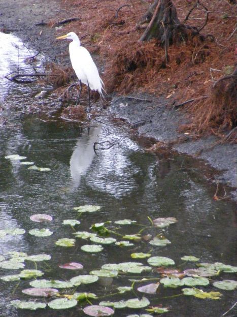 White stork on pond
